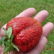 Саджанець Суниця садова Кристал Голд F1